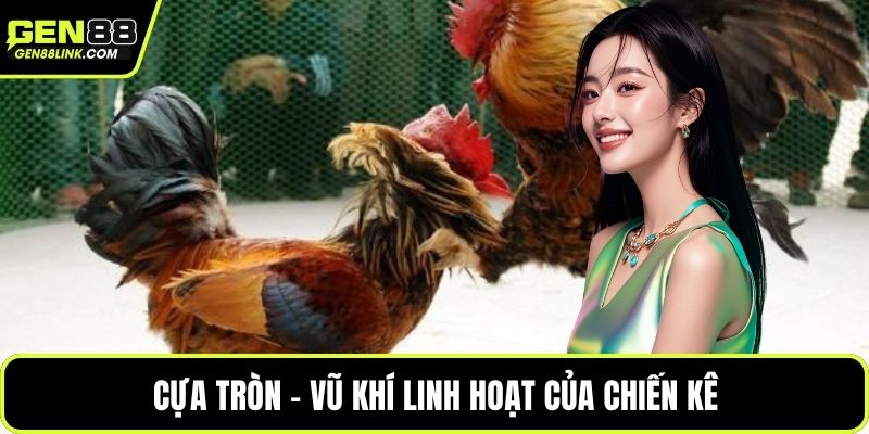 Cựa tròn – Vũ khí linh hoạt của chiến kê