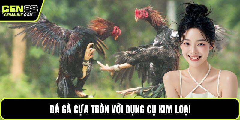 Đá gà cựa tròn với dụng cụ kim loại