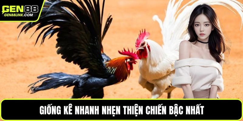 Giống kê nhanh nhẹn thiện chiến bậc nhất