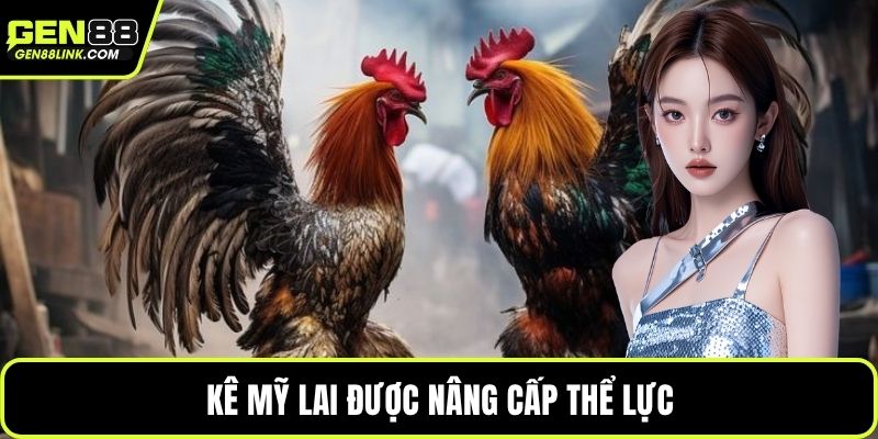 Kê Mỹ lai được nâng cấp thể lực