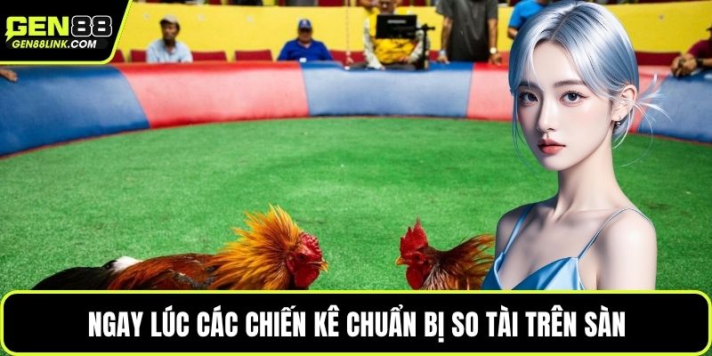 Ngay lúc các chiến kê chuẩn bị so tài trên sàn